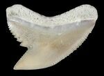 Fossil Tiger Shark Tooth - Lee Creek (Aurora), NC #47655-1